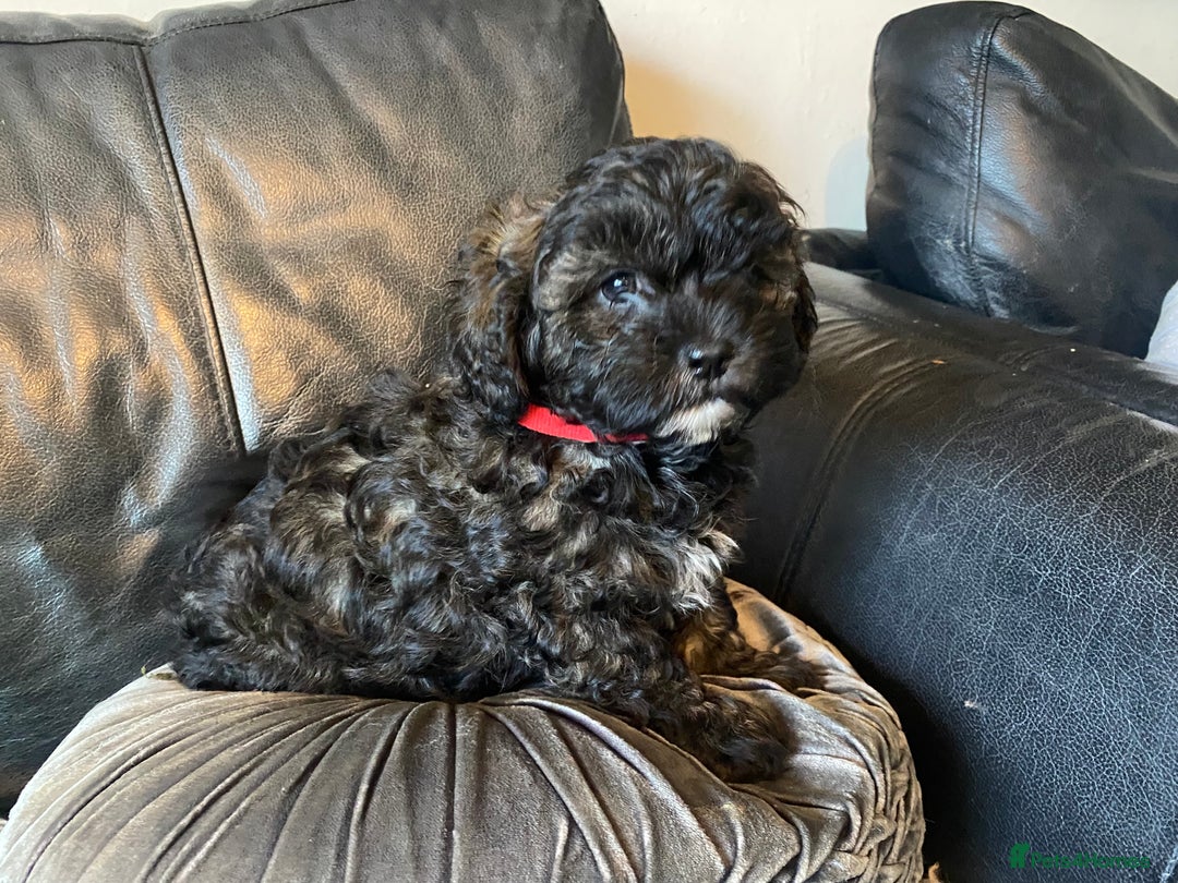 Shihpoo dogs for sale: Adorable F1 ShihPoo puppies in Faversham - Image 17