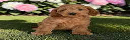 Cockapoo dogs for sale: Beautiful F1 pups from health tested parents in Marlborough - Advert 3