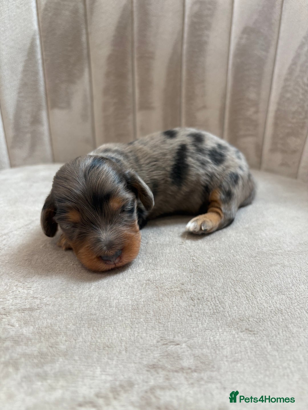 Miniature Dachshund dogs for sale: Gorgeous Long &short haired mini dachshund puppies - Image 36