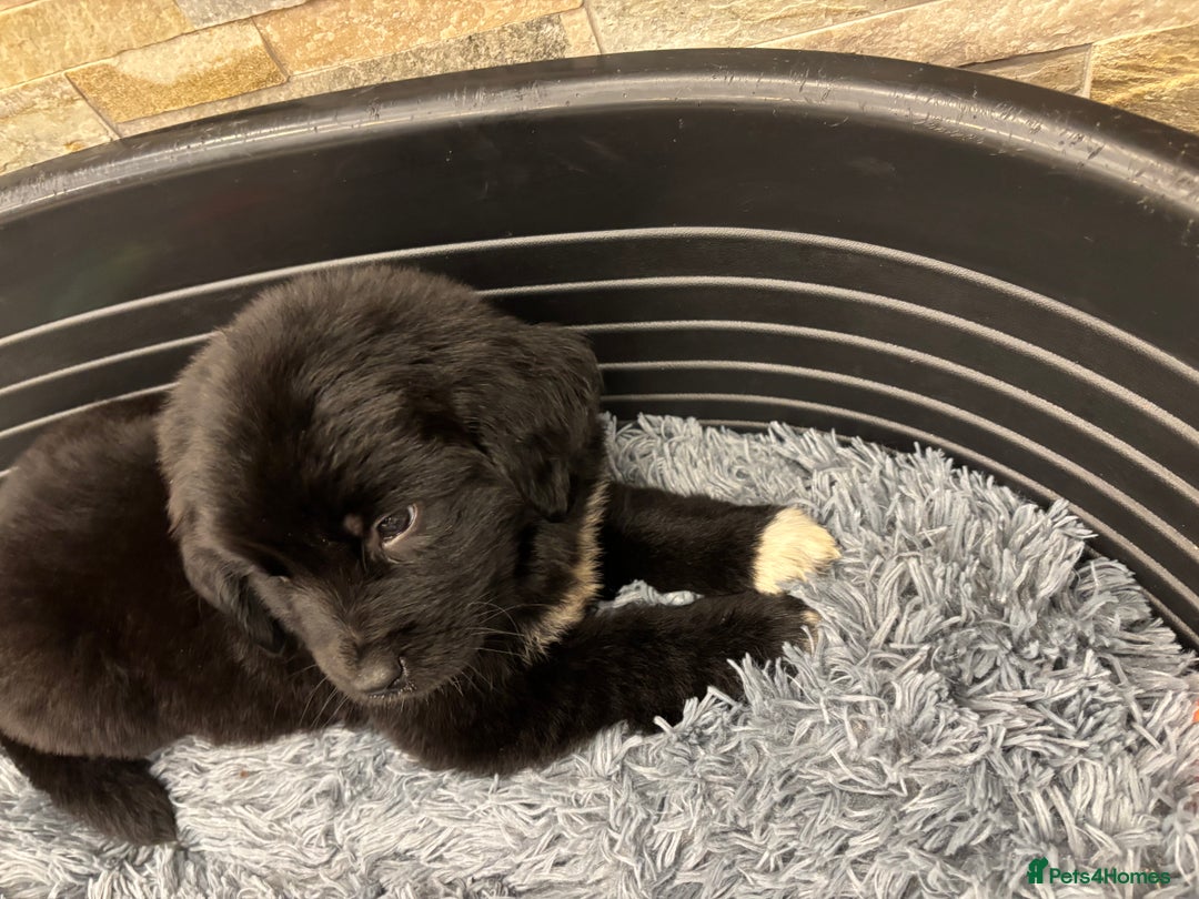 Newfoundland dogs for sale: Newfoundland puppies - Image 38