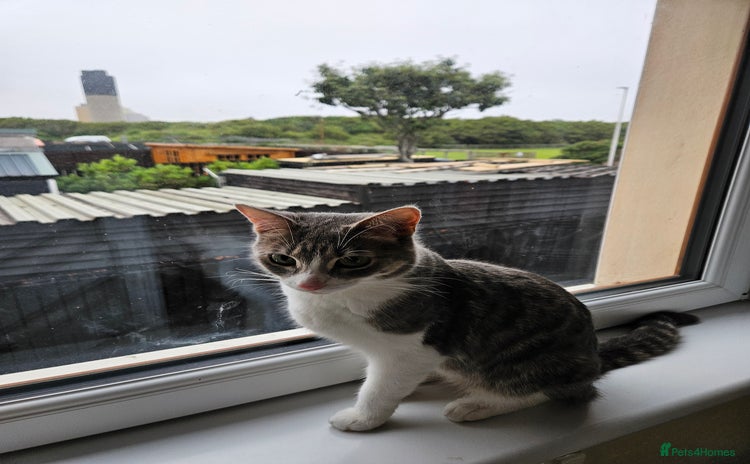 Mixed Breed cats - Advert 8