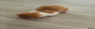 Mixed Breed 1