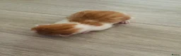 Mixed Breed cats for sale: Four mixed breed kittens in Bedford - Advert 6