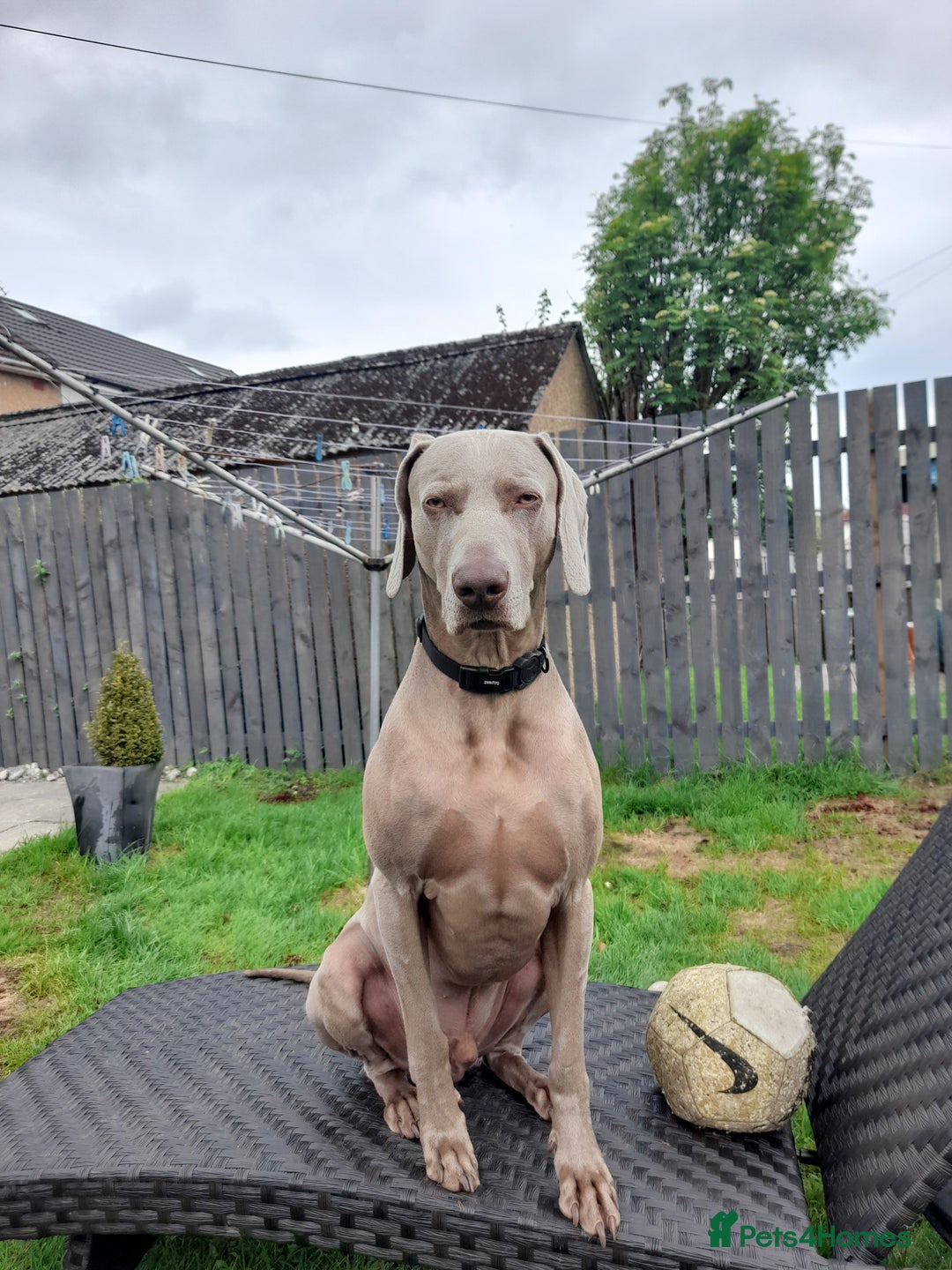Weimaraner dogs for stud: GHOST Silver Weimeraner 3years Full Ped & Papers  - Image 4
