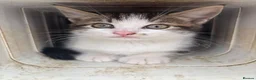 Mixed Breed cats for sale: 3 beautiful kittens  - Advert 6