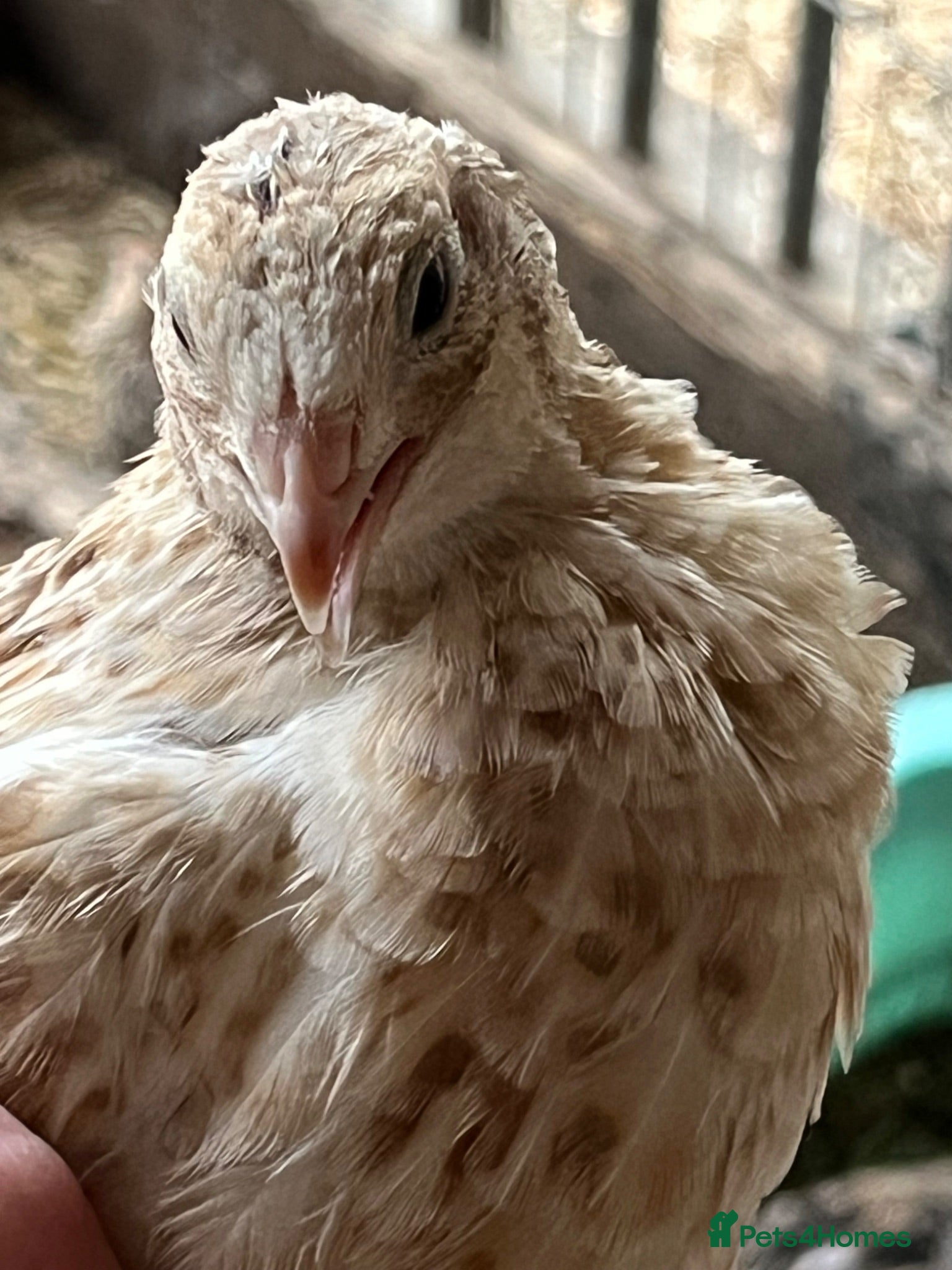 Quail poultry Quail hatching eggs - Advert 2