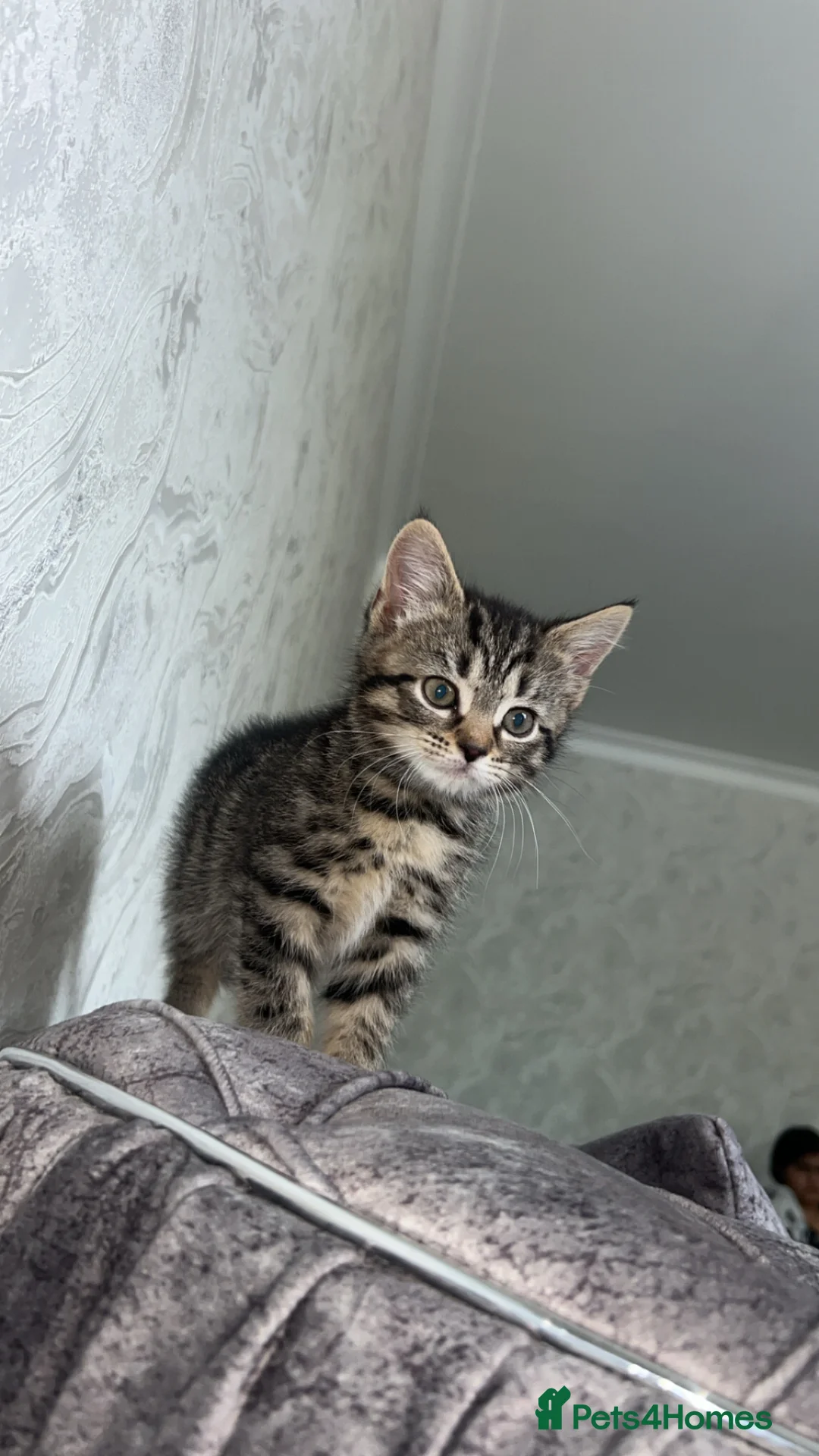 Domestic Shorthair cats for sale: Adorable tabby’s kittens - Advert 40