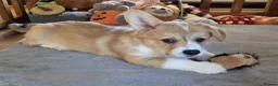 Welsh Corgi Pembroke dogs for sale: KC Registered Welsh Corgi Pembroke puppies in Horsham - Advert 9