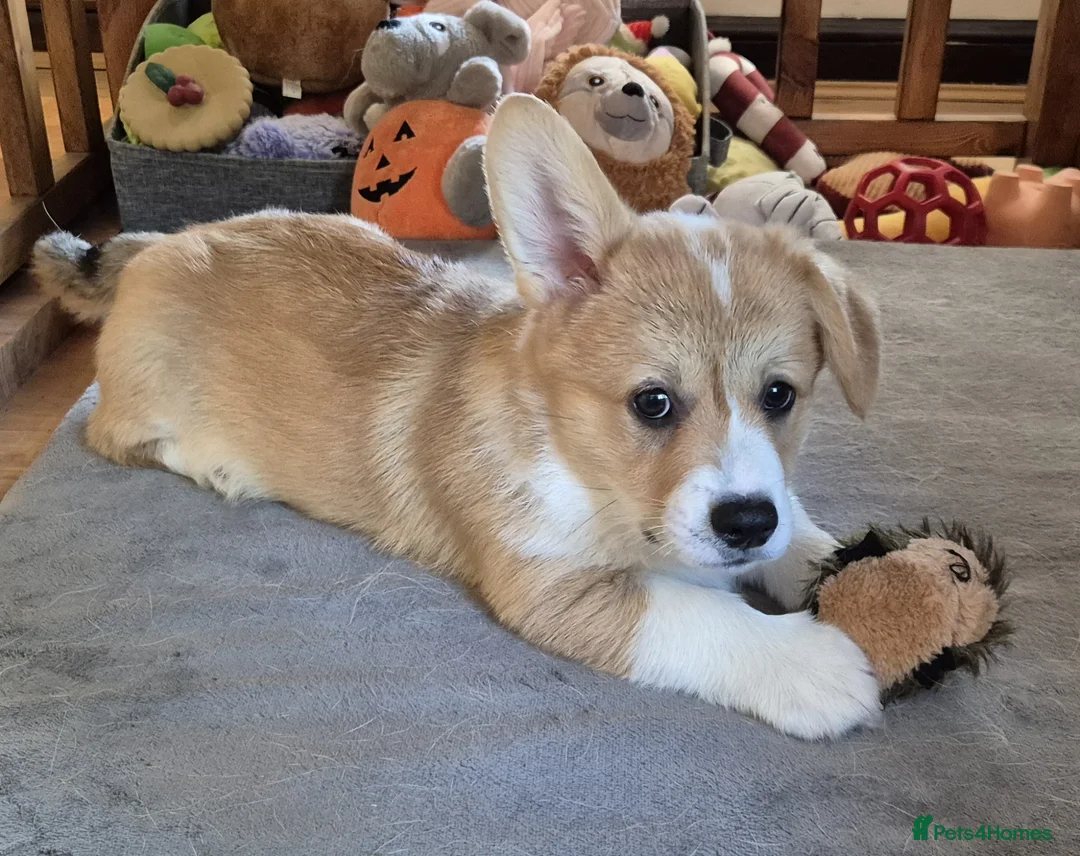 Welsh Corgi Pembroke dogs for sale: KC Registered Welsh Corgi Pembroke puppies in Horsham - Advert 9