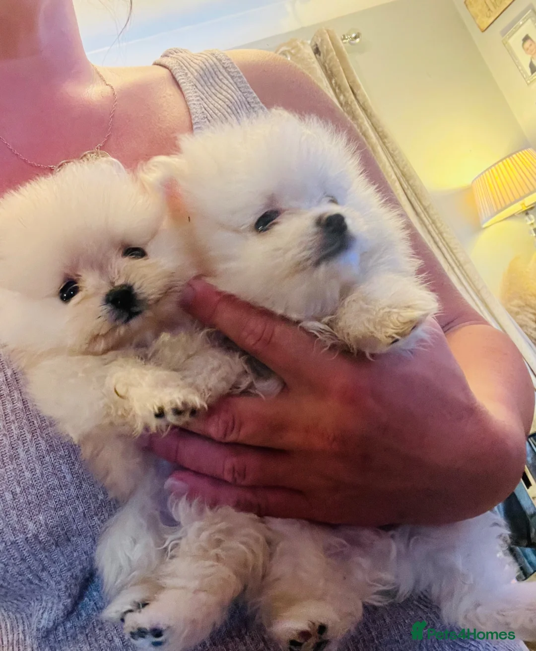 Pomeranian dogs for sale: Stunning Pomeranian puppys - Advert 2