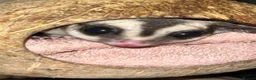 Sugar Glider rodents for sale: 2 female sugar glders in South Ockendon - Advert 30