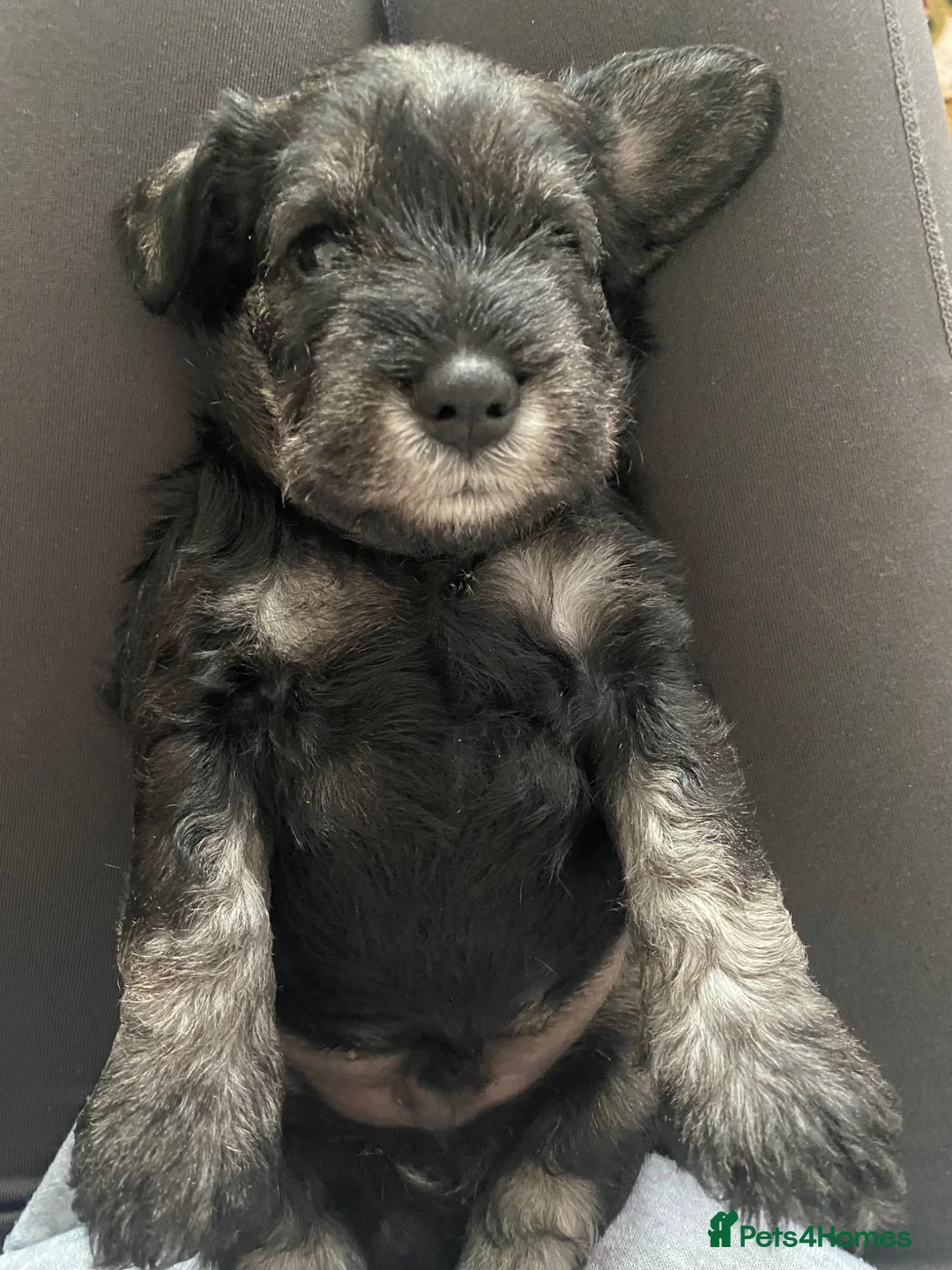 Miniature Schnauzer dogs for sale: KC Registered S&P miniature Schnauzer boy pup  in Maryport - Advert 3