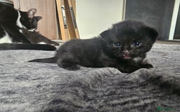 Mixed Breed cats for sale: Kittens - Image 3