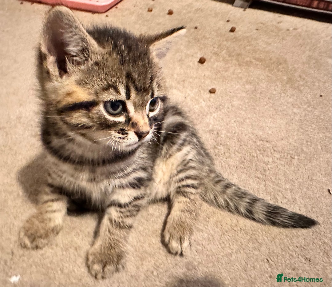 Mixed Breed cats for sale: Amiable mixed breed kittens - Image 14
