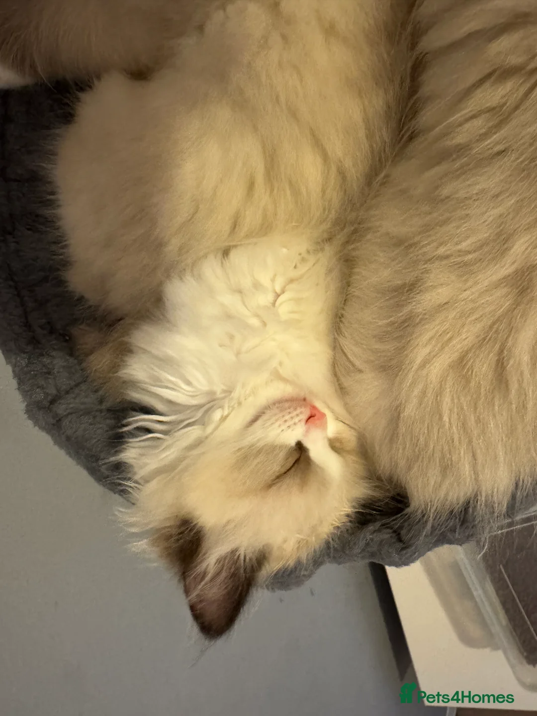 Ragdoll cats for sale: Adorable Pure Breed Ragdoll Kittens ❤️ - Advert 12