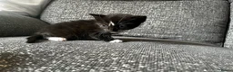 Mixed Breed cats for sale: 3 male kittens for sale  - Advert 17
