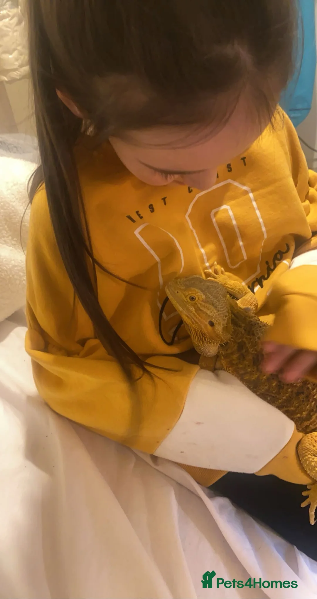 Bearded Dragon reptiles for sale: Bearded Dragon & set up  in Cardiff - Advert 1