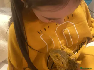 Bearded Dragon reptiles Bearded Dragon & set up - Advert 13