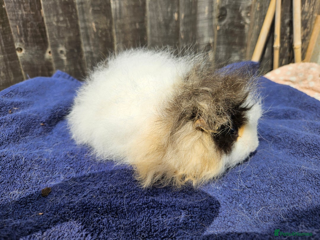 Guinea Pig rodents for sale: 3 young male guinea pigs available - Image 10