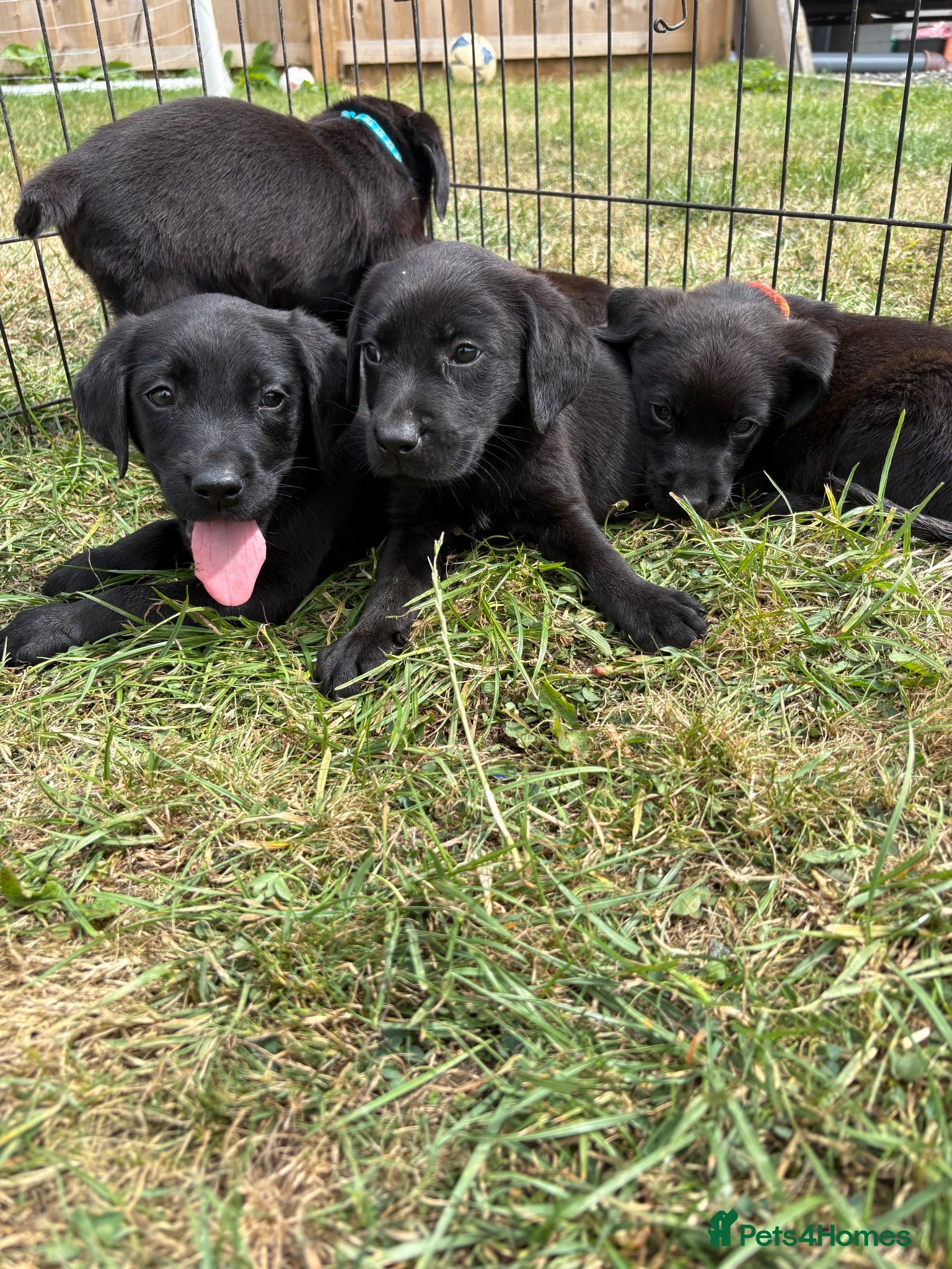 Labrador Retriever dogs Labrador puppies  - Advert 14