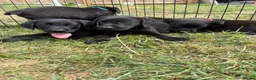 Labrador Retriever dogs for sale: Labrador puppies  - Advert 6