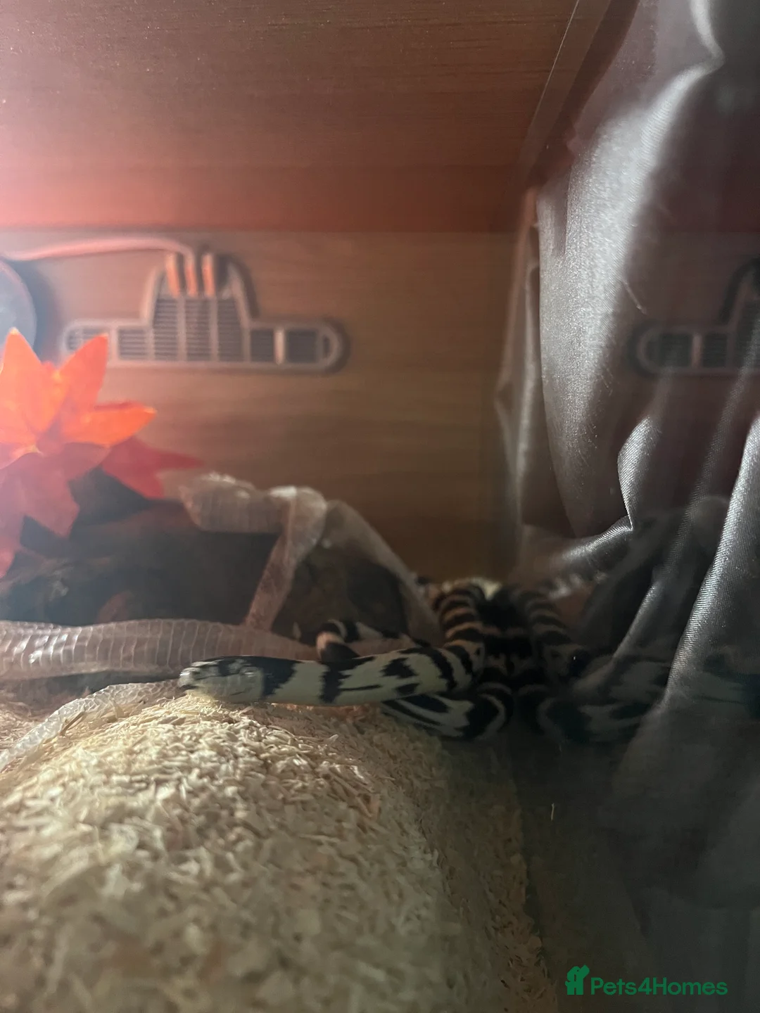 King Snake reptiles for sale: California king snake  - Advert 4