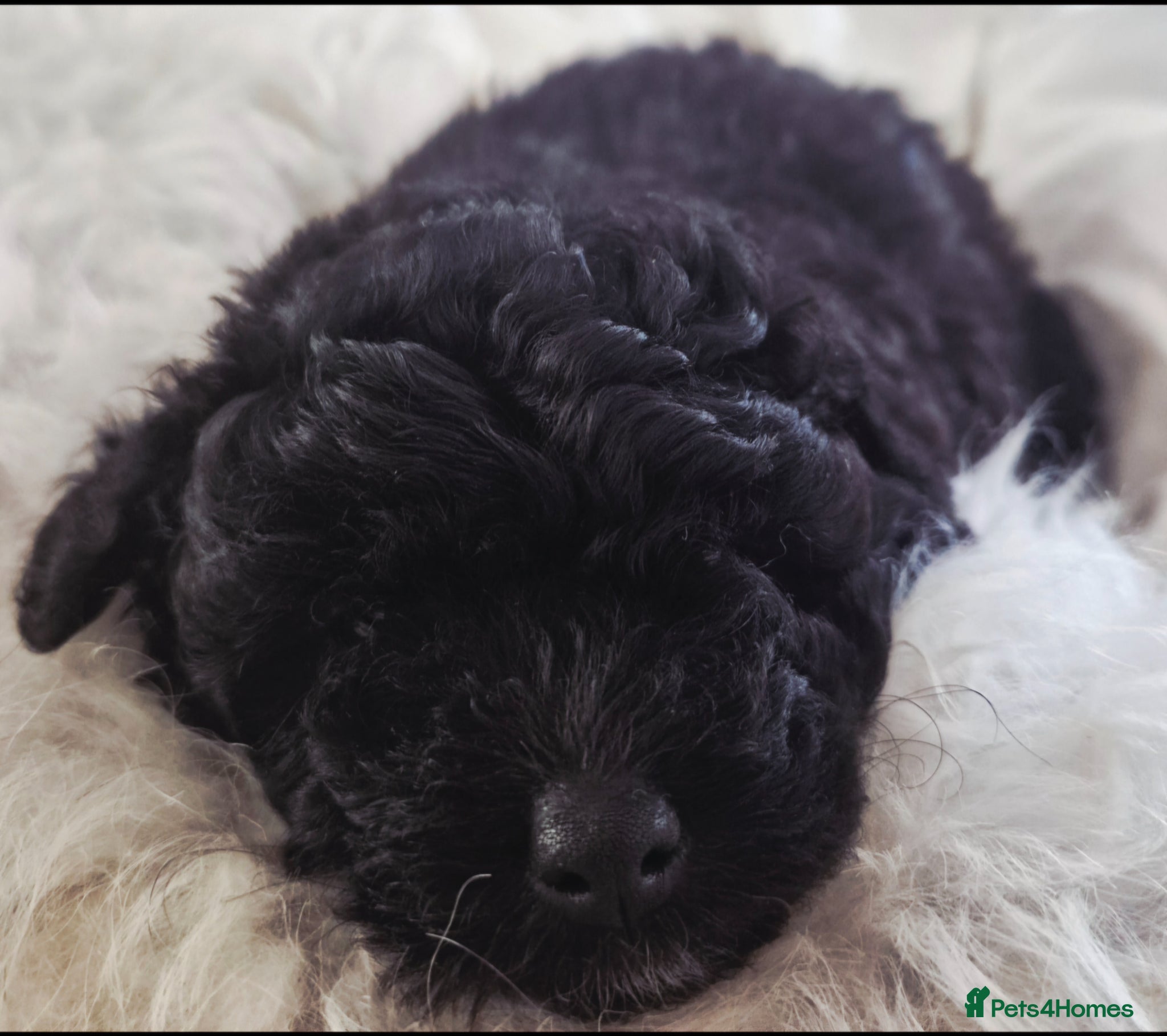 Pomapoo dogs Pomapoo x Toy Poodle 1 female left - Advert 1