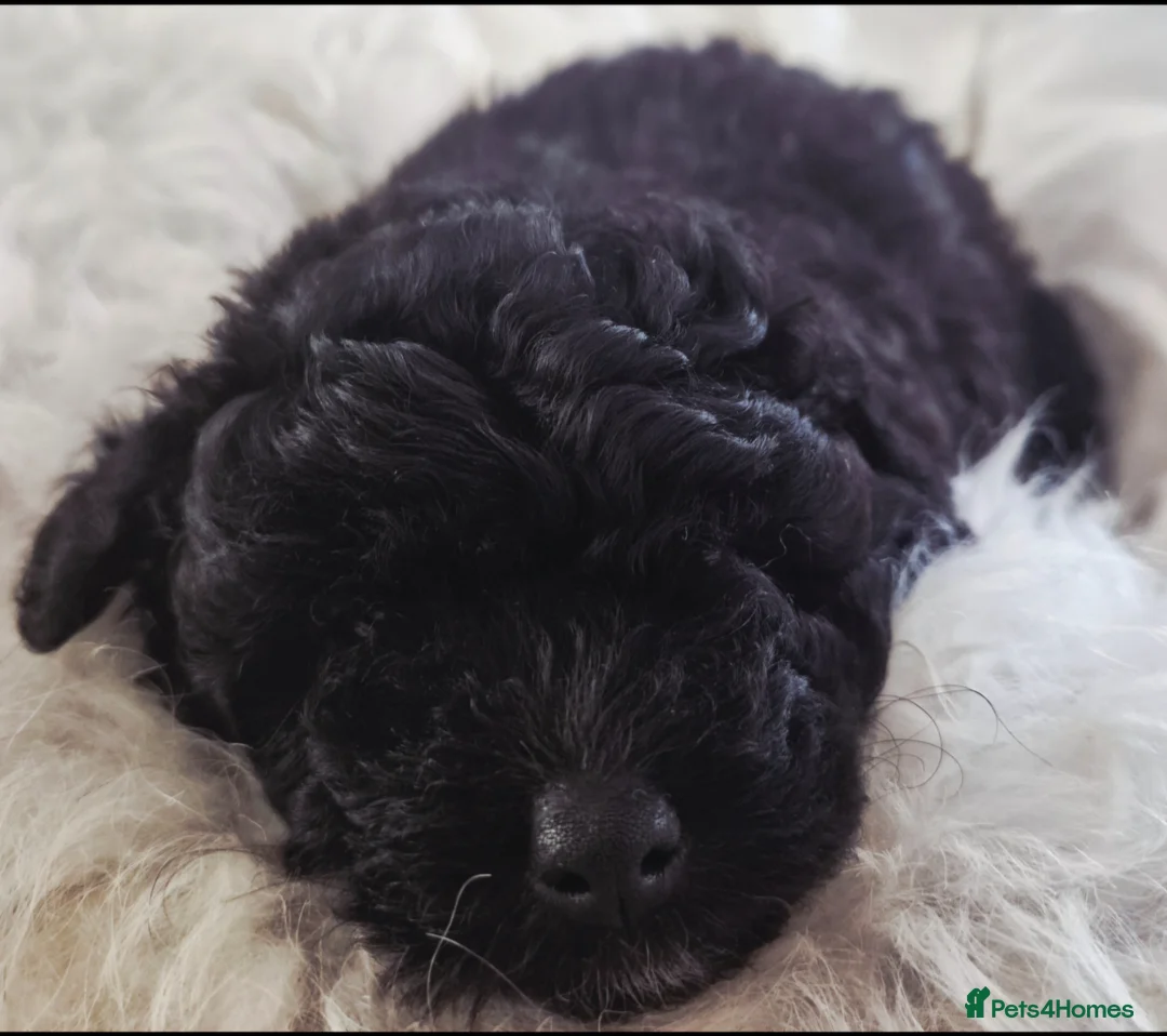 Pomapoo dogs for sale: Pomapoo x Toy Poodle 1 female left in Inverness - Advert 1
