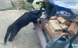 Domestic Shorthair cats for sale: 3 kittens for sale - Image 13