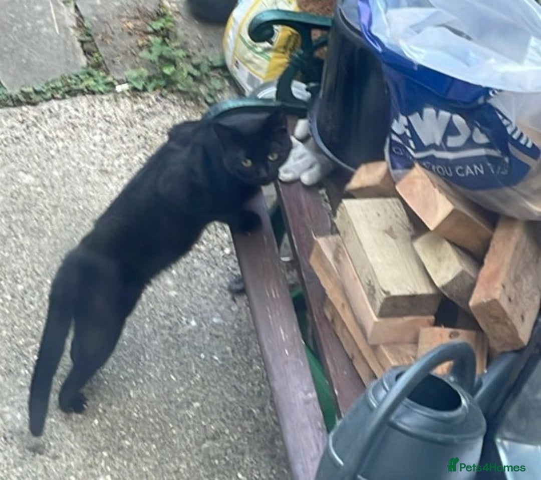 Domestic Shorthair cats for sale: 3 kittens for sale - Image 13