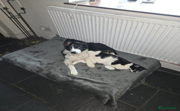 Border Collie dogs Beautiful border collie boy - Advert 9