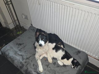 Border Collie dogs Beautiful border collie boy - Advert 8