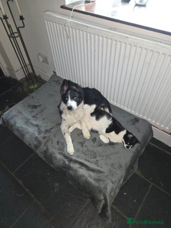 Border Collie dogs Beautiful border collie boy - Advert 9