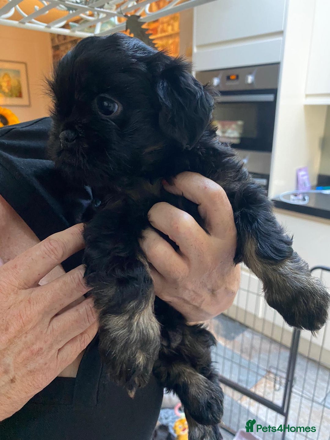 Griffon Bruxellois dogs for sale: New Kids on the Block - Image 5