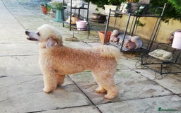 Miniature Poodle dogs for sale: Beautiful Health Tested Poodles - Advert 31