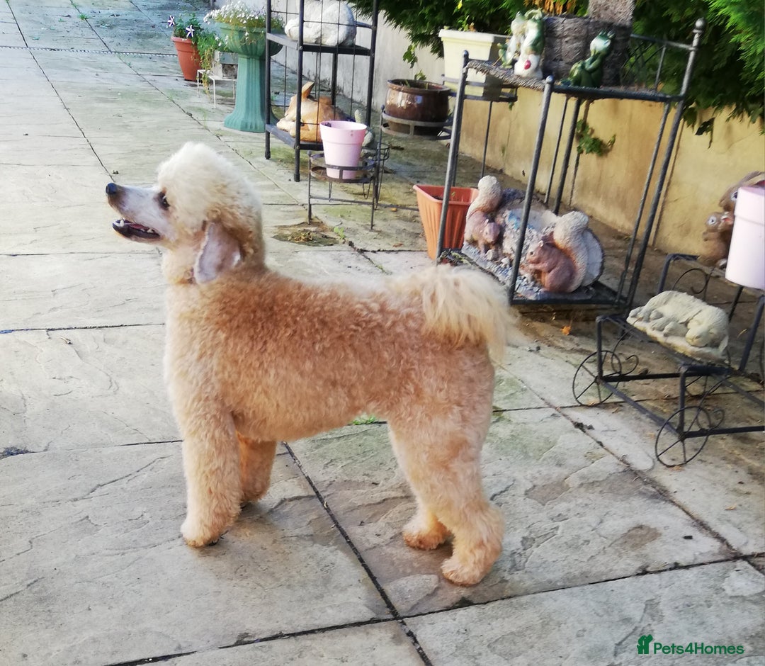 Miniature Poodle dogs for sale: Beautiful Health Tested Poodles - Advert 31