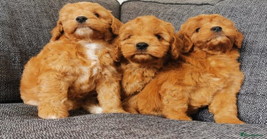 Cockapoo dogs - Advert 16