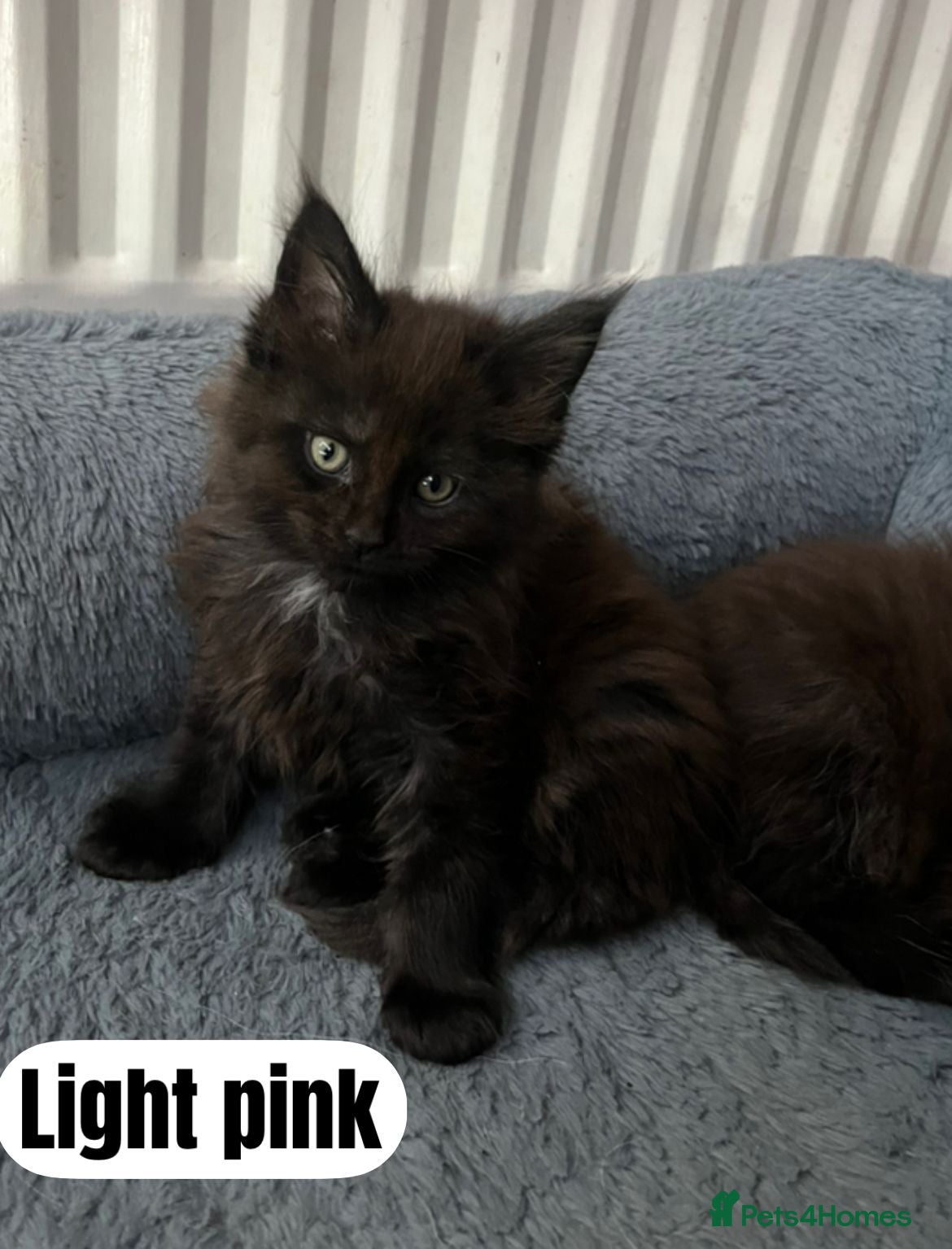 Maine Coon cats Beautiful Maine coon kittens - Advert 17