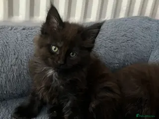 Maine Coon cats Beautiful Maine coon kittens - Advert 18