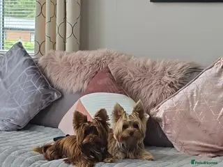Yorkshire Terrier dogs Miniture yorkies 1600 for both sold only as a pair - Advert 1