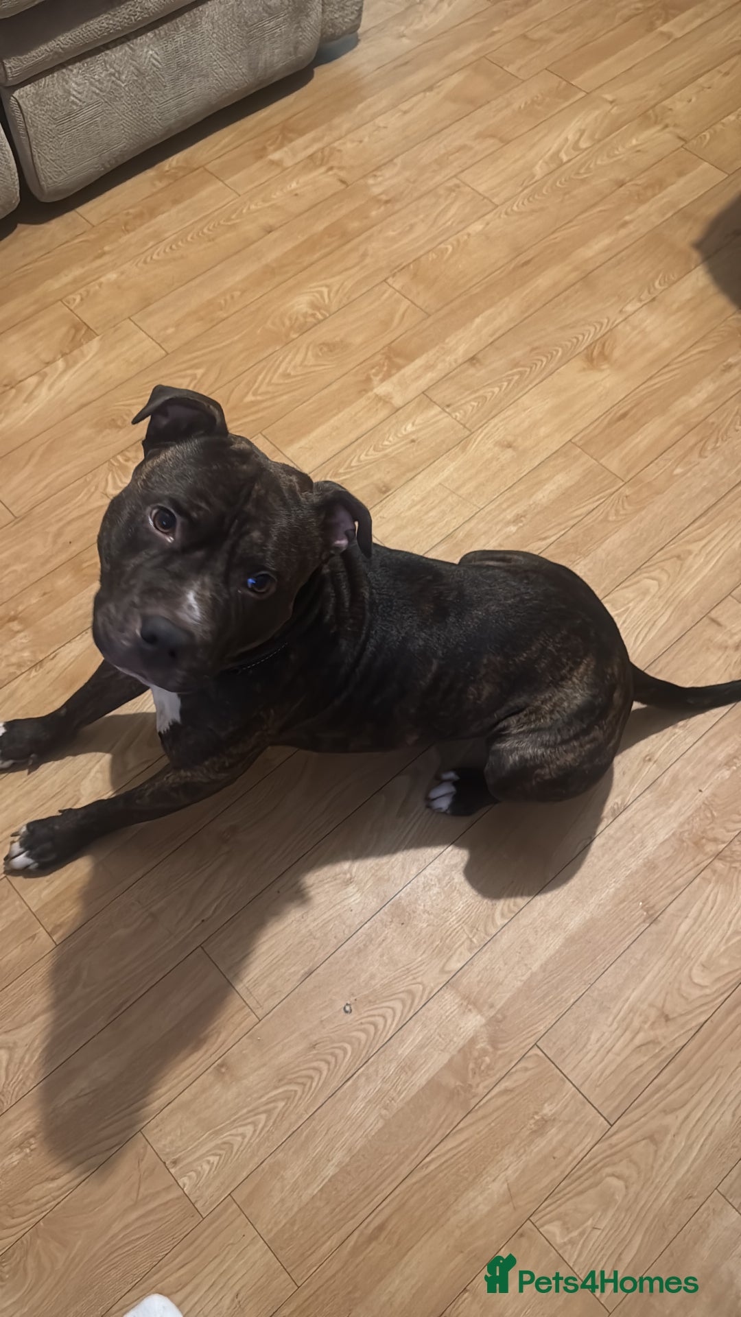 Mixed Breed dogs for sale: Brindle staff  - Advert 3