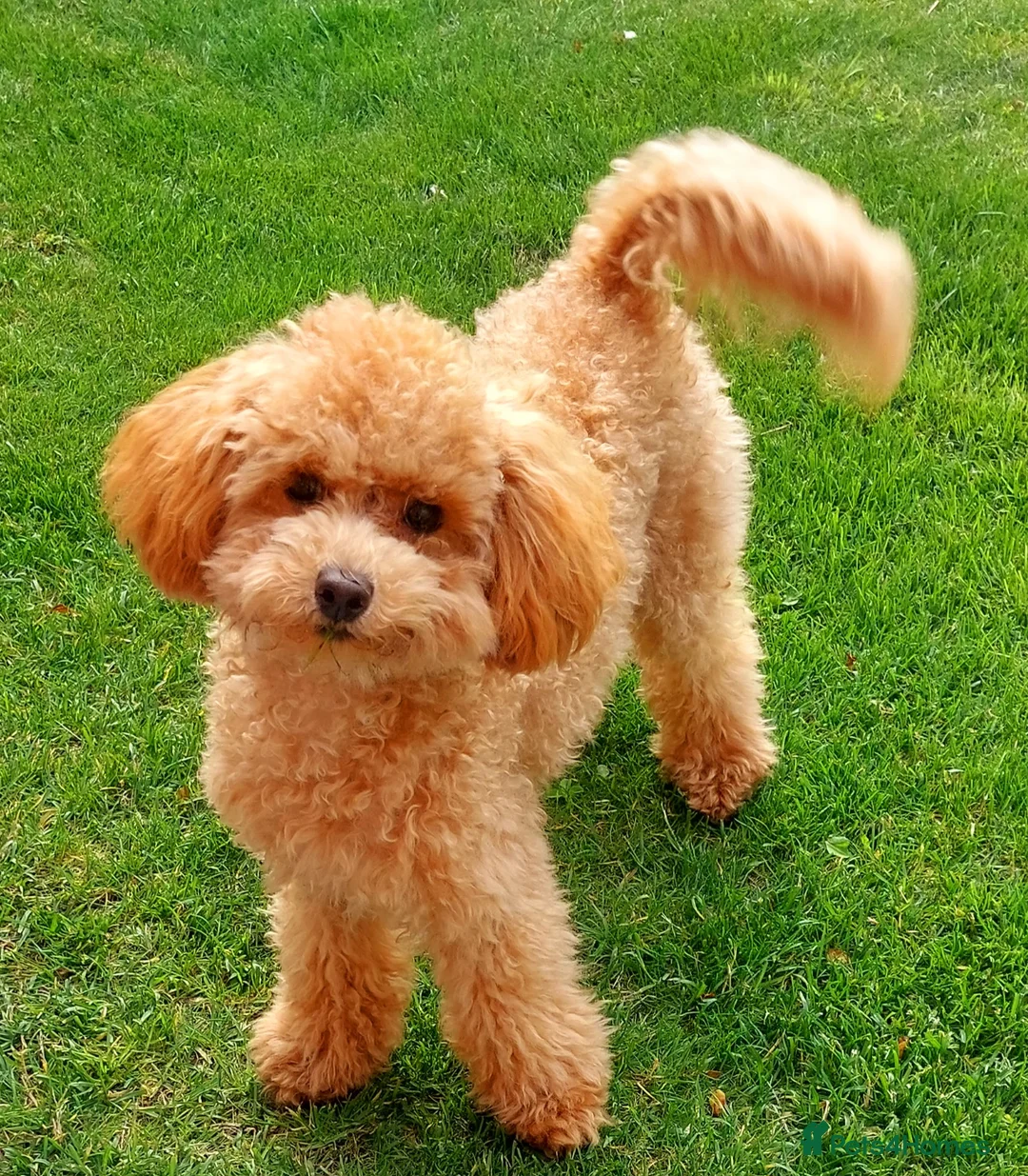 Toy Poodle dogs for sale: Red Toy Poodle girl 1 year 1 month - Advert 6