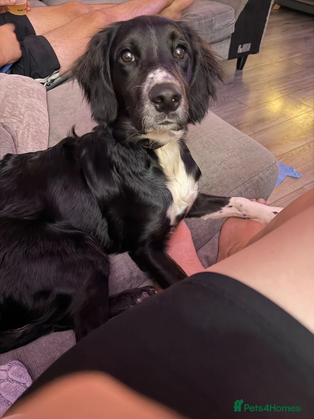 Mixed Breed dogs for sale: Male pup for reluctant sale. in Exmouth - Advert 1