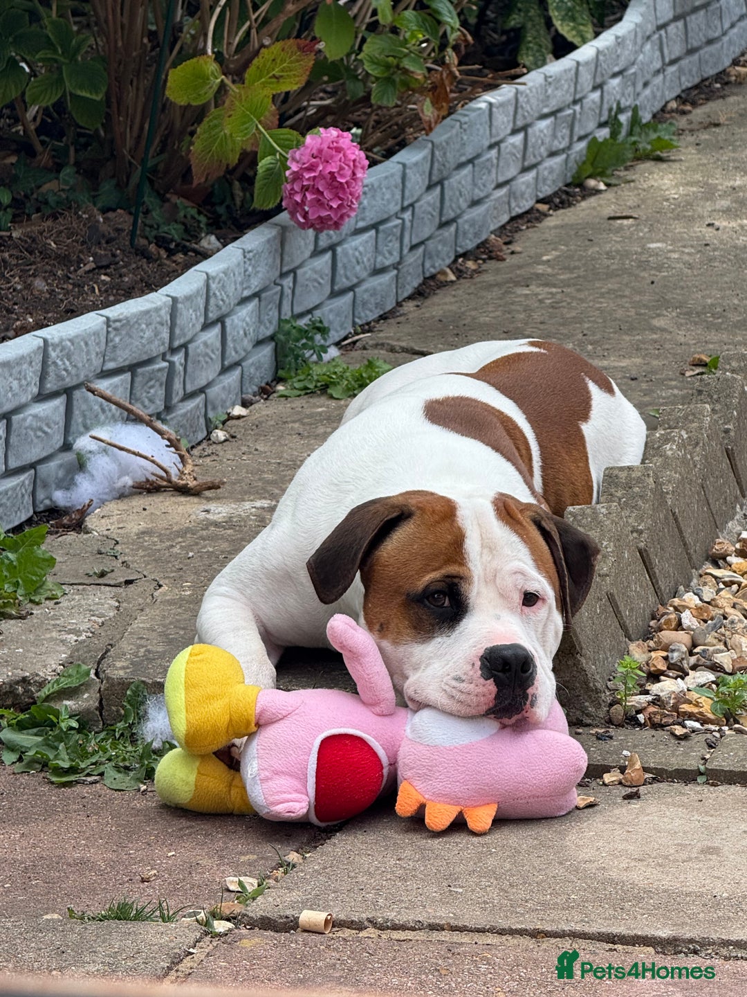 American Bull Staffy dogs for stud: Looking to stud - Image 4