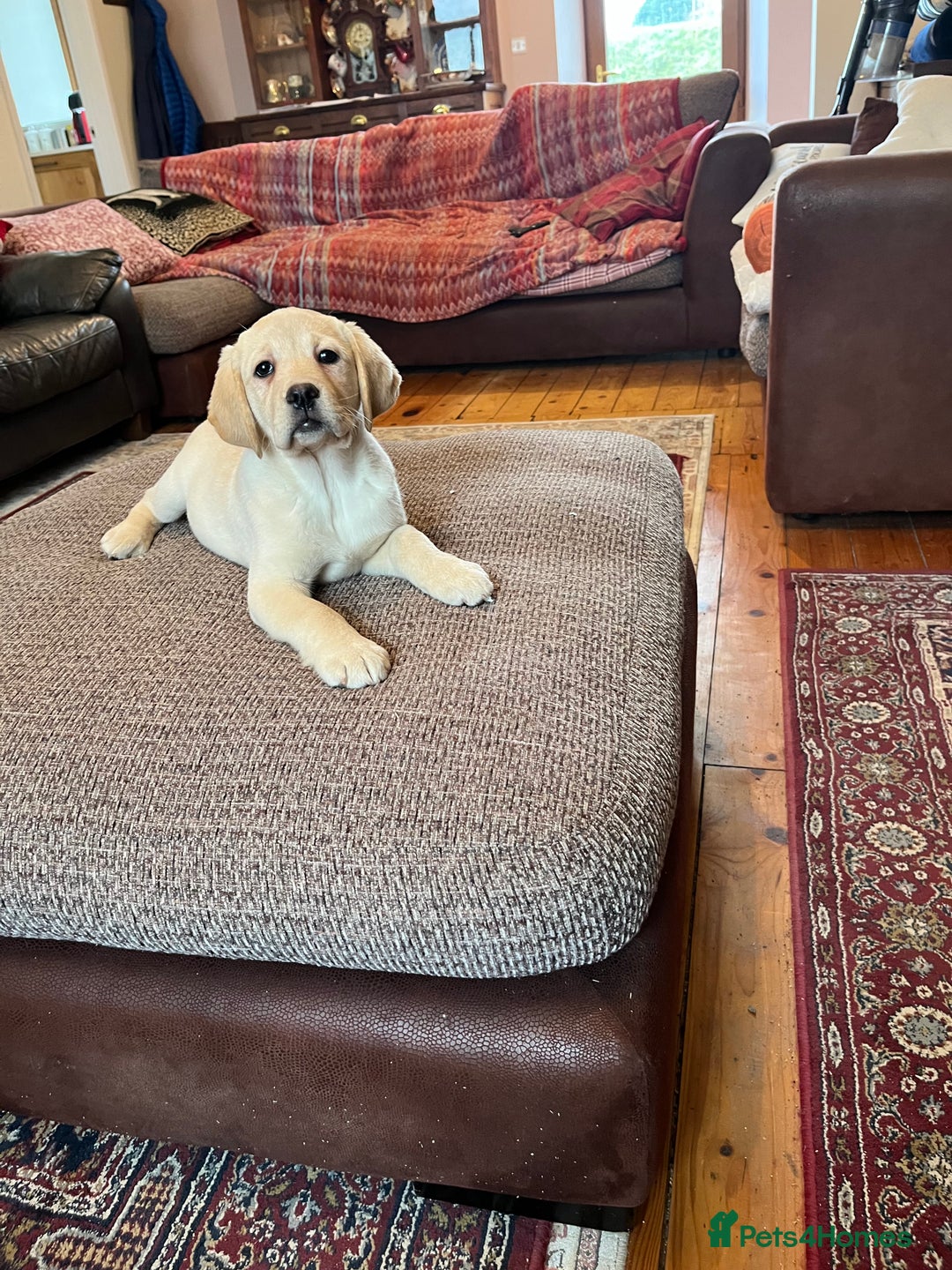 Labrador Retriever dogs for sale: Extensively health tested white chunky Labradors  - Advert 12