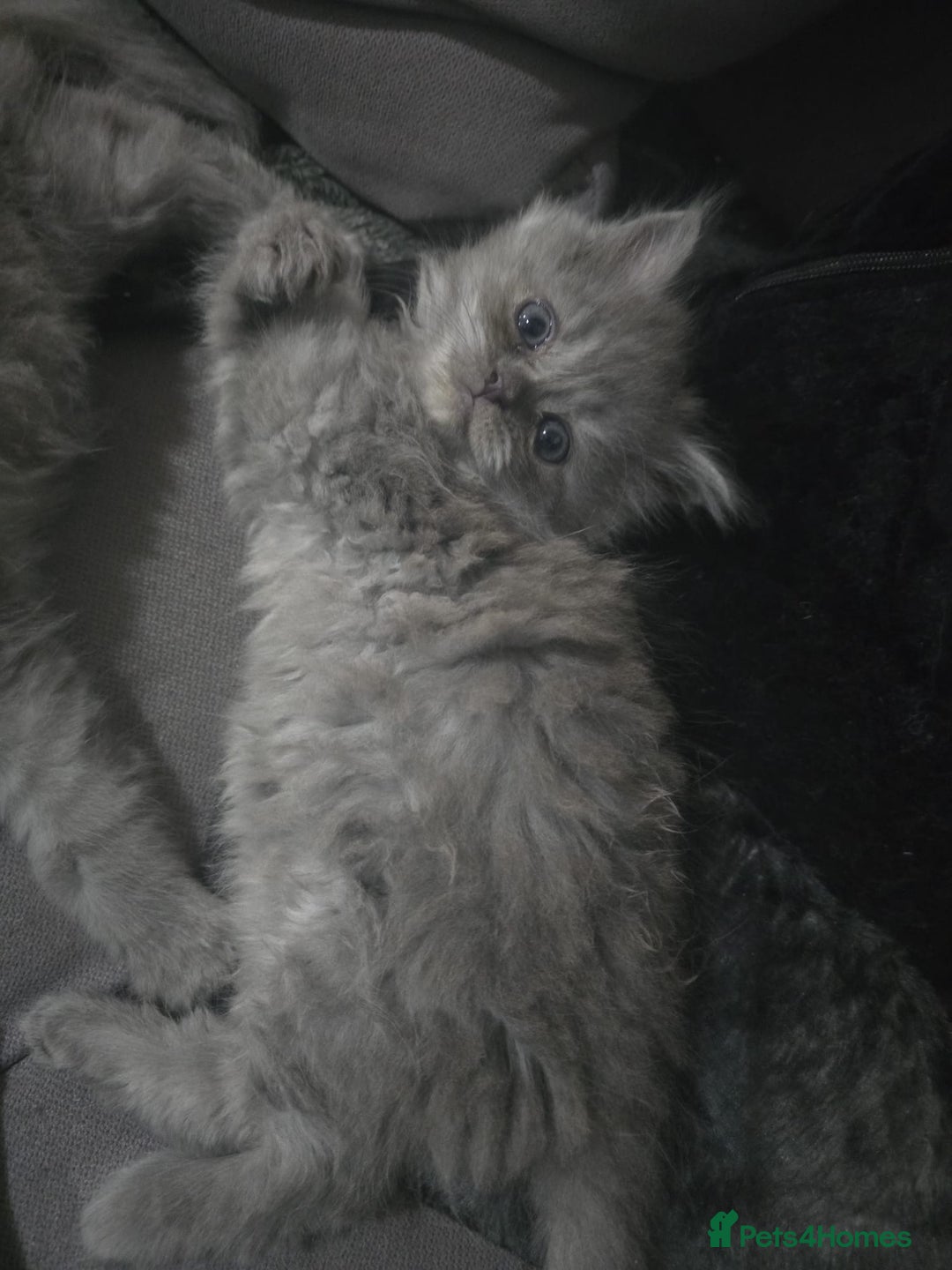 Persian cats for sale: 3 stunning Persian kittens ready now.  - Advert 22