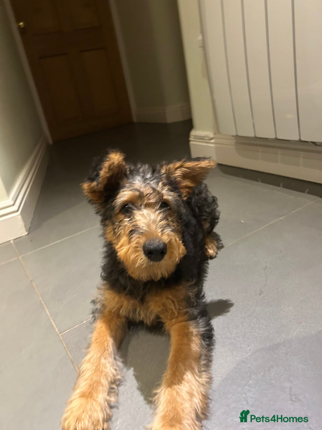 Airedale Terrier dogs for sale: Beautiful Airedale boy looking for his new home  - Advert 2