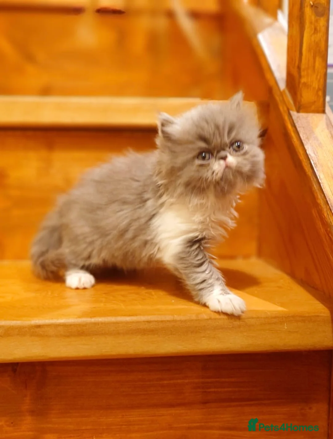 Persian cats for sale: Stunning pedigree Persian kittens - Advert 14