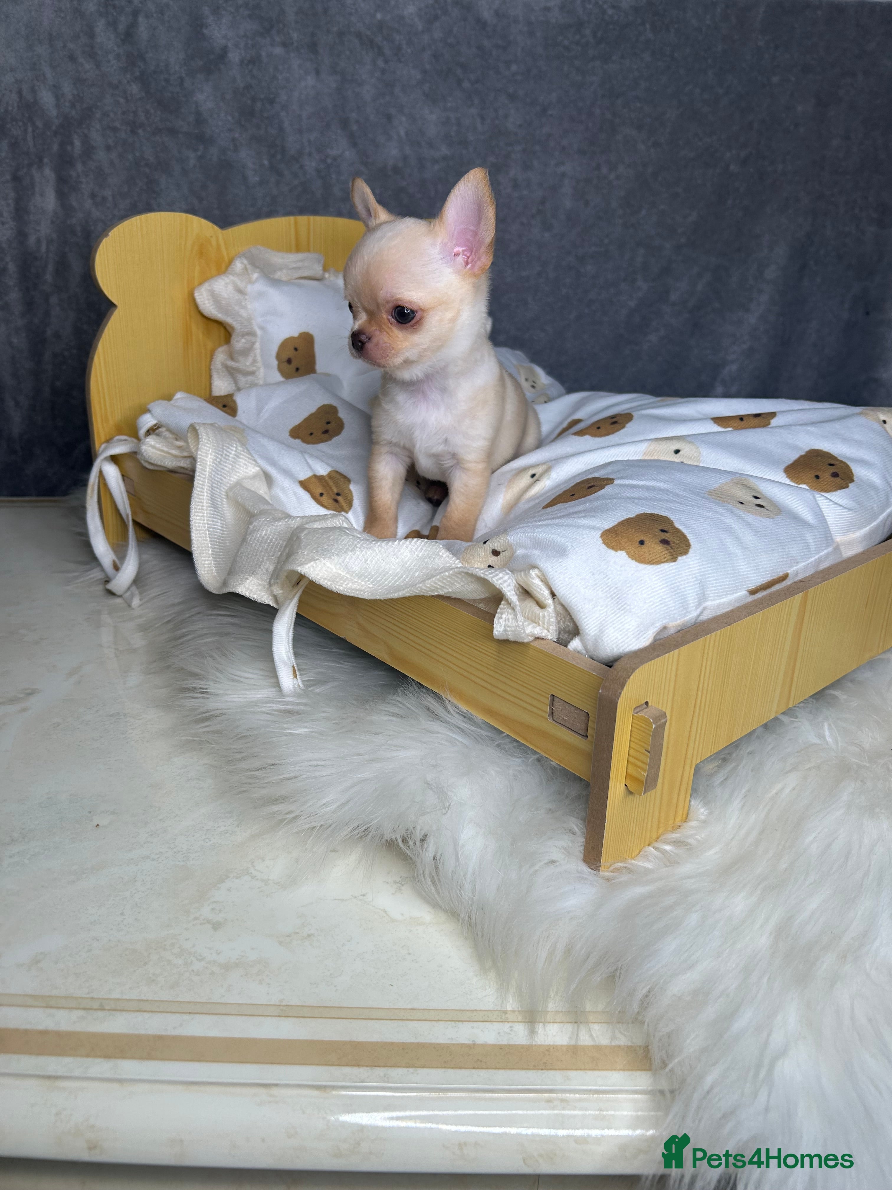 Chihuahua dogs 2 beautiful very small cream Chihuahua boys  - Advert 17