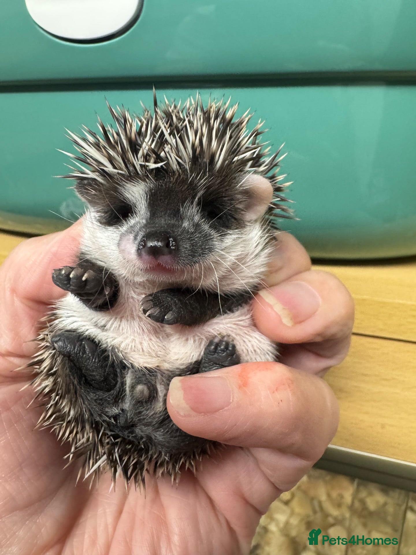 Pygmy Hedgehog rodents Baby hoglets mixed colours/ mask types -READY  - Advert 2